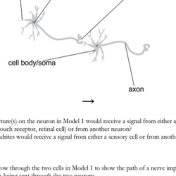 Neuron structure pogil answers pdf