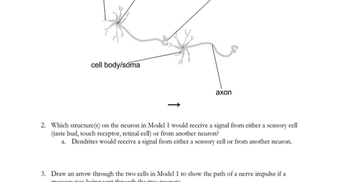 Neuron structure pogil answers pdf