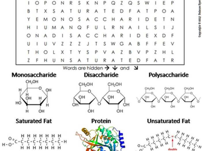 Macromolecules word search answer key