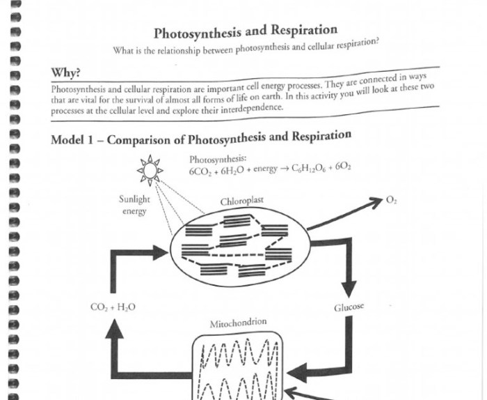 Neuron pogil