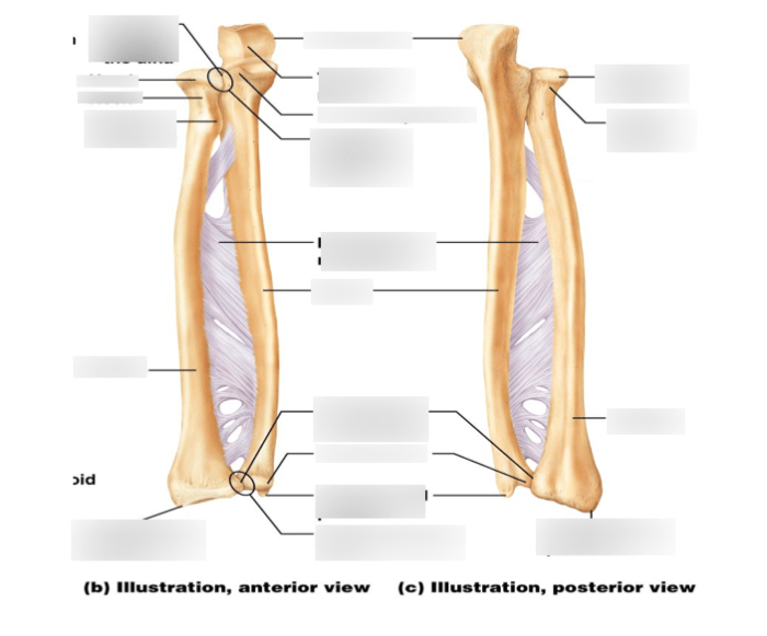 Radius and ulna labeling quiz