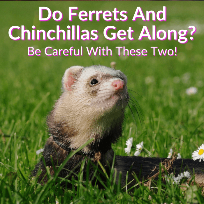 Do ferrets and chinchillas get along