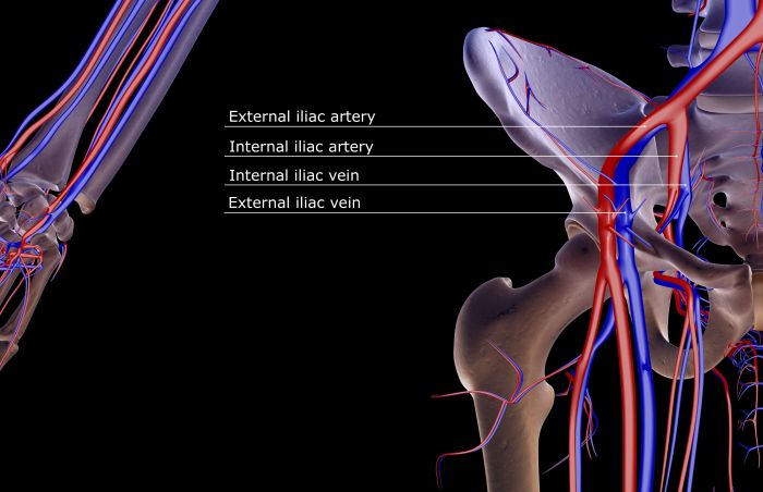 Iliac artery arteries significance