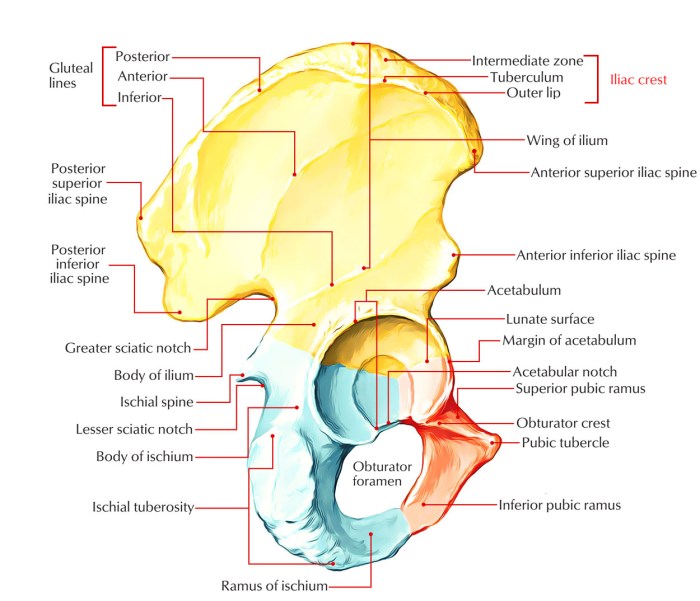 Related to the pelvic bone crossword