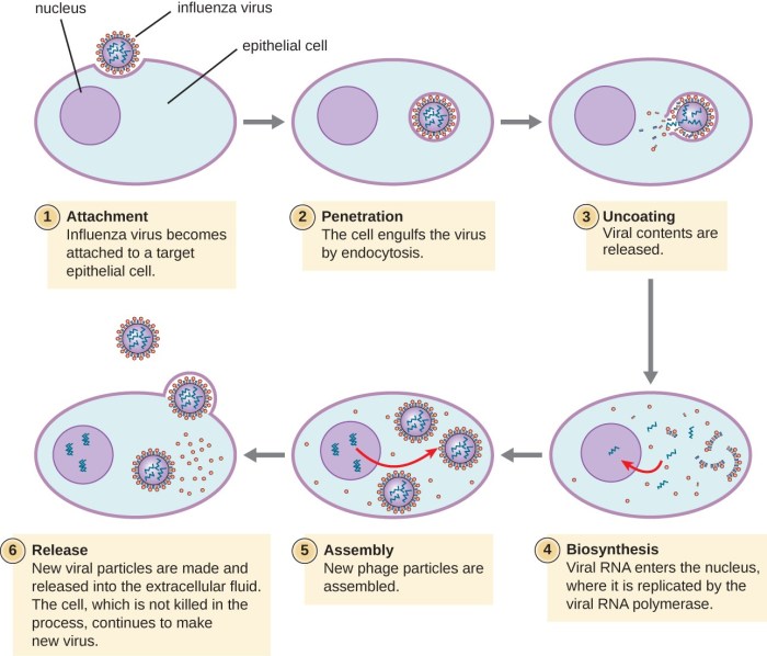 All about viruses webquest answer key