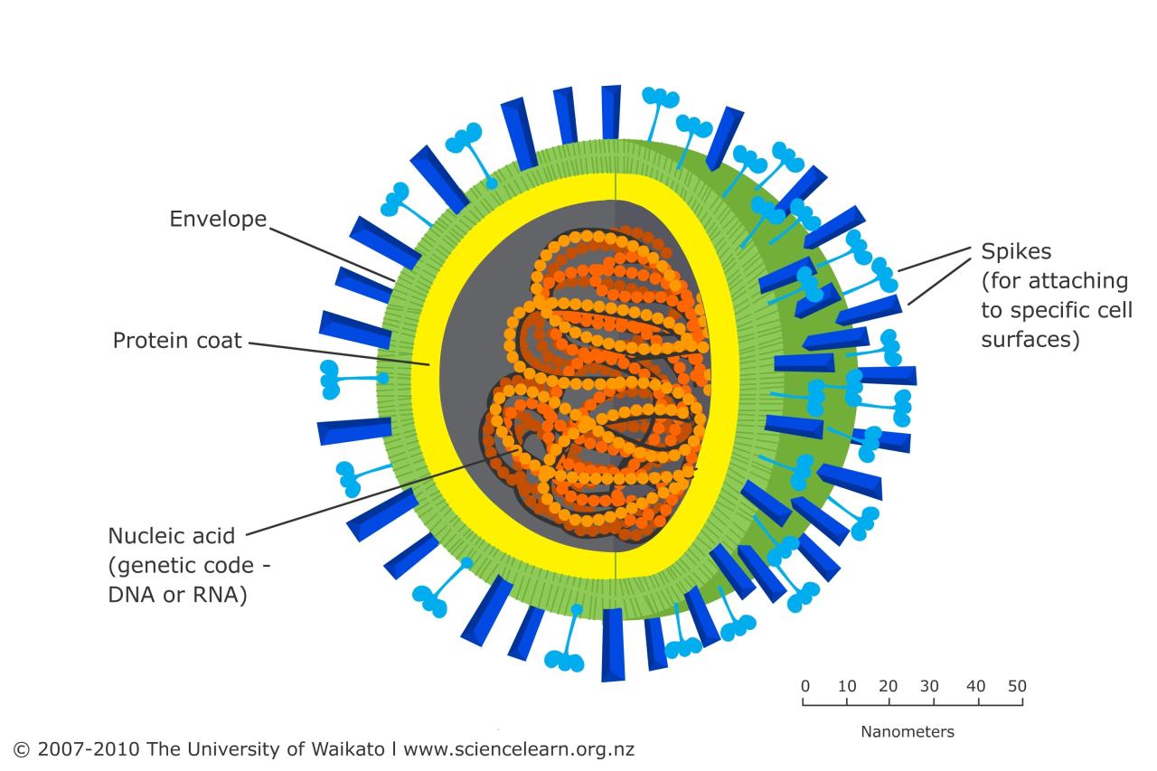 All about viruses webquest answer key