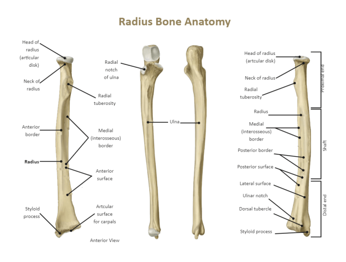 Radius and ulna labeling quiz