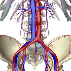 Related to the pelvic bone crossword