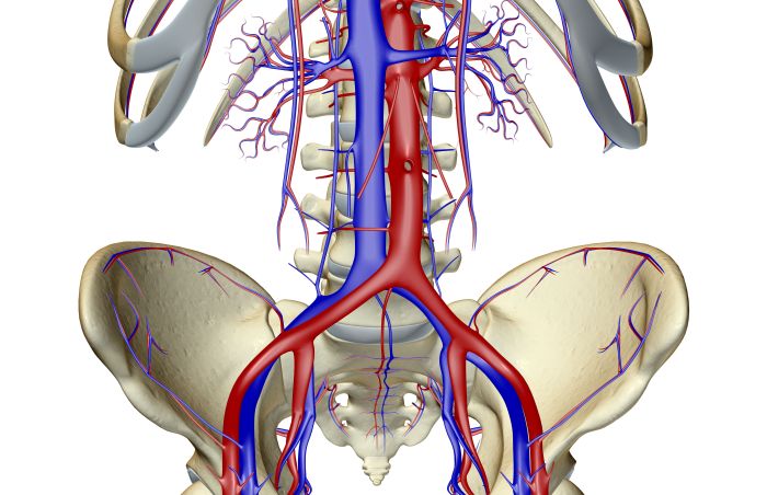 Related to the pelvic bone crossword