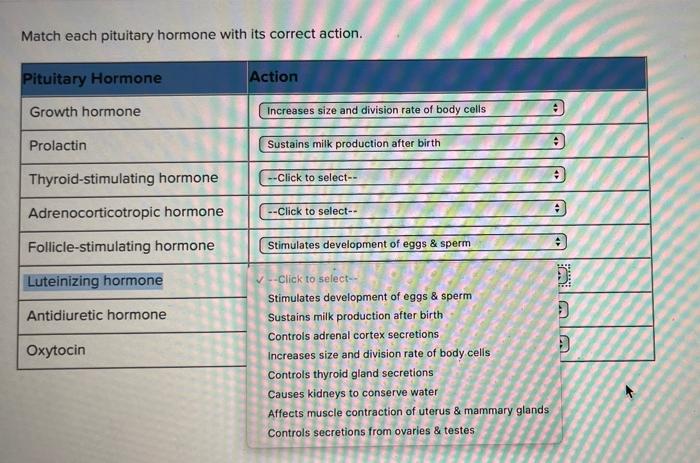 Growth hormone hypothalamus pituitary human physiology gland anatomy regulation system hormonal anterior endocrine gh secretion effect stimulates ghrh cells pathophysiology