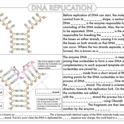 Protein synthesis blueprint worksheet answers