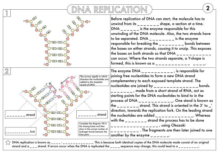 Protein synthesis blueprint worksheet answers