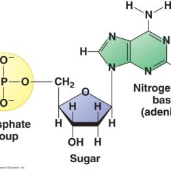 Nucleotides nucleic nitrogen acids bases dna rna nitrogenous purines lardbucket