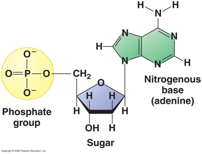 Nucleotides nucleic nitrogen acids bases dna rna nitrogenous purines lardbucket