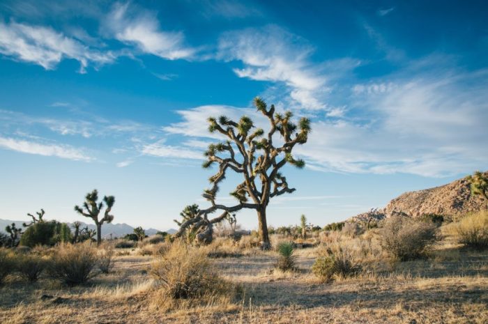 Desert plain steppe wadi plateau grassland habitat landform environment sahara geographical landscape natural erg aeolian sand feature pxhere domain public