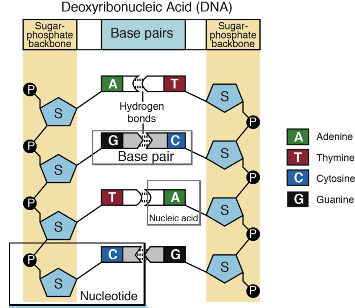 Fill in the missing nucleotides in the diagram