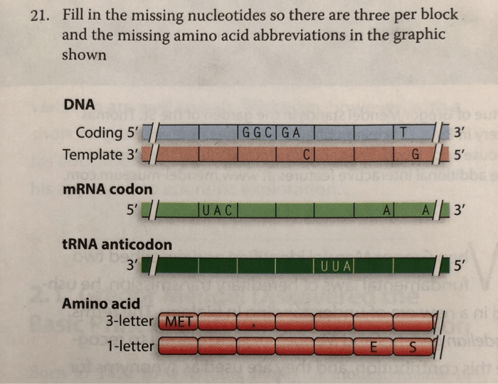 Fill in the missing nucleotides in the diagram