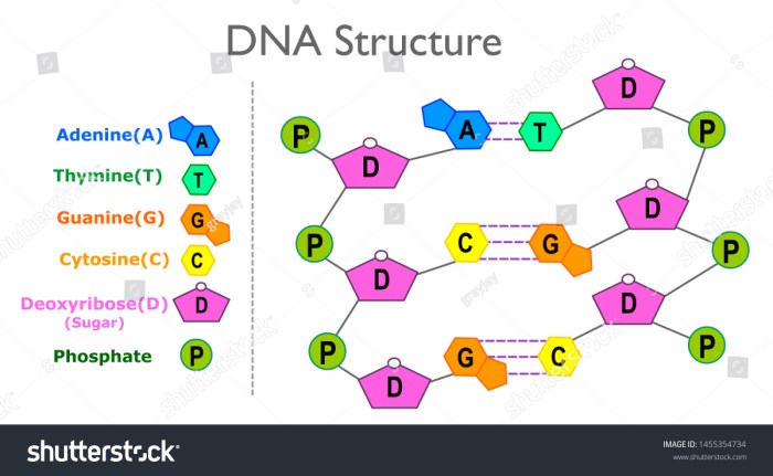 Dna structure struktur adenine strand backbone crick stranded quizlet thymine guanine cytosine biology rna complementary pairs kode replication phosphate soal